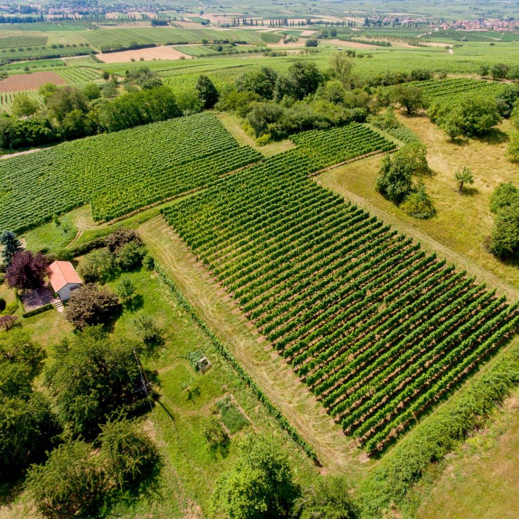 Phototographie par drone de vignes à Wangen en Alsace