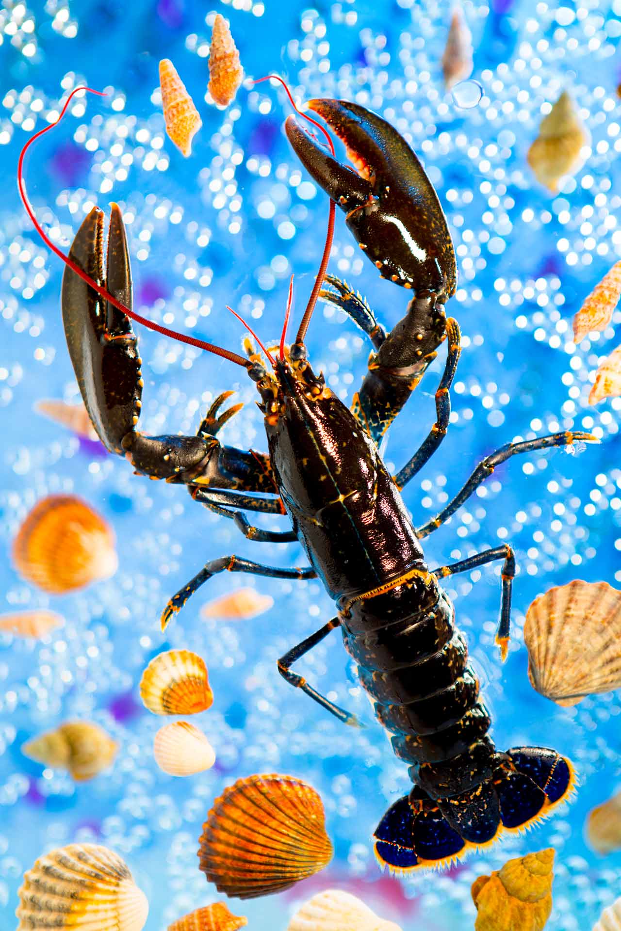 La fête au homard - Prise de vue réalisée en studio photo professionnel à Strasbourg