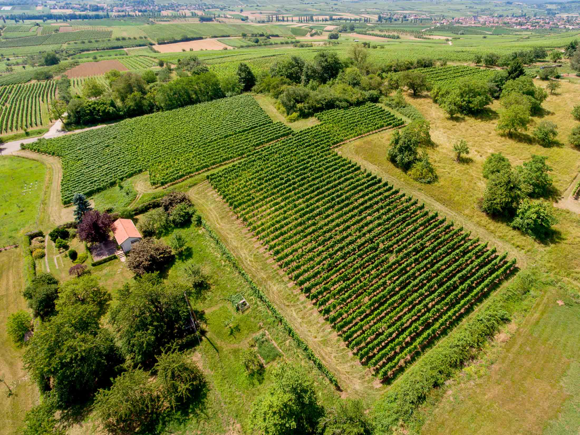 Prise de vue réalisée par drone de vignes à Wangen en Alsace